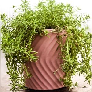 Perfect gift trailing House plant! Angelina Sedum plant. low maintenance